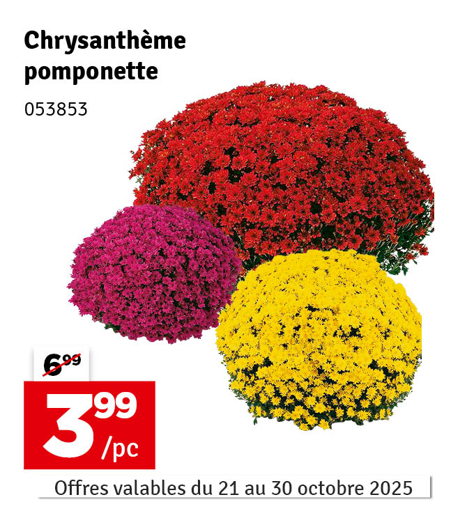 Chrysanthème pomponette en pot Ø 19 cm